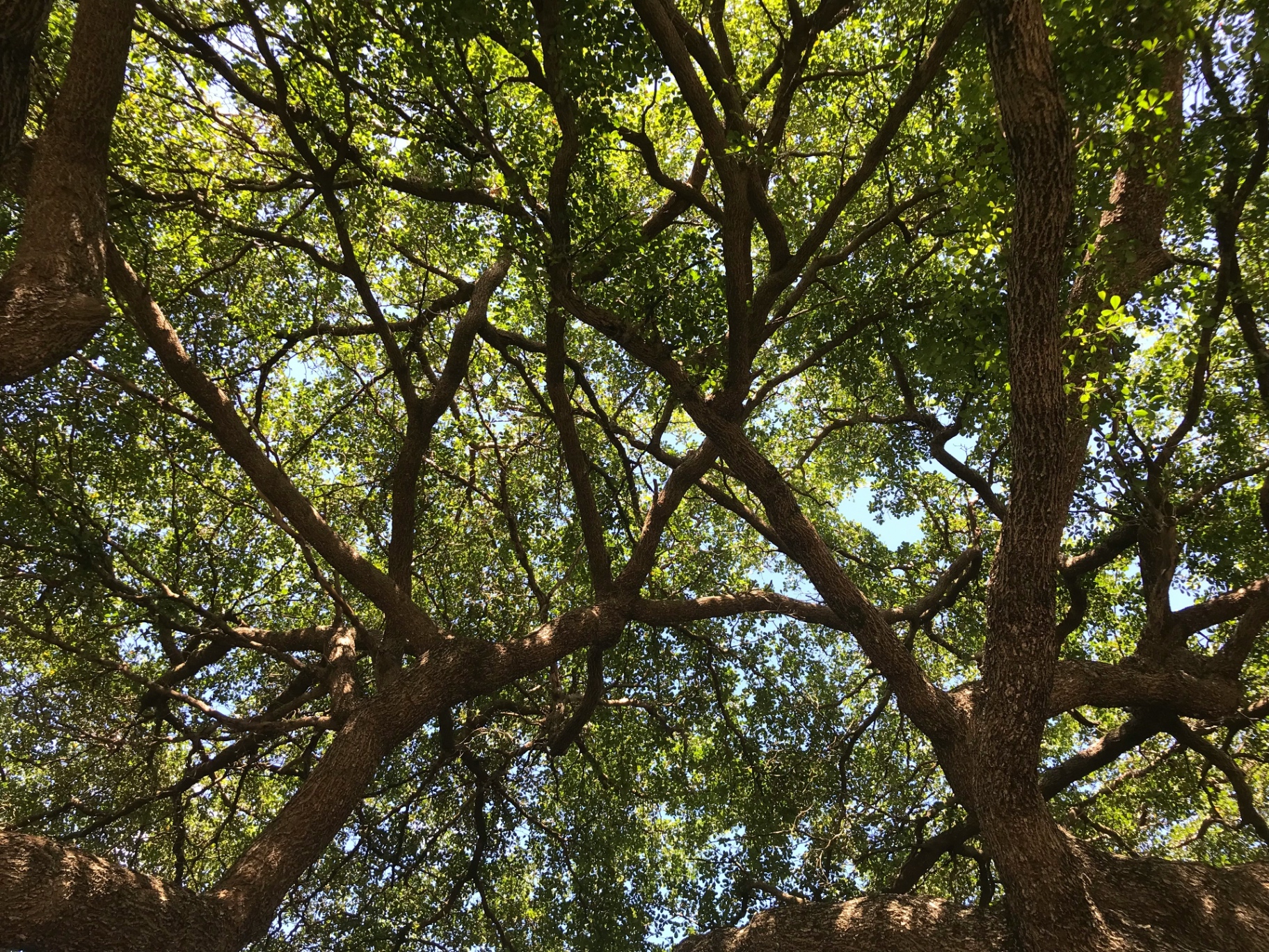 Tree canopy in Tampa Bay