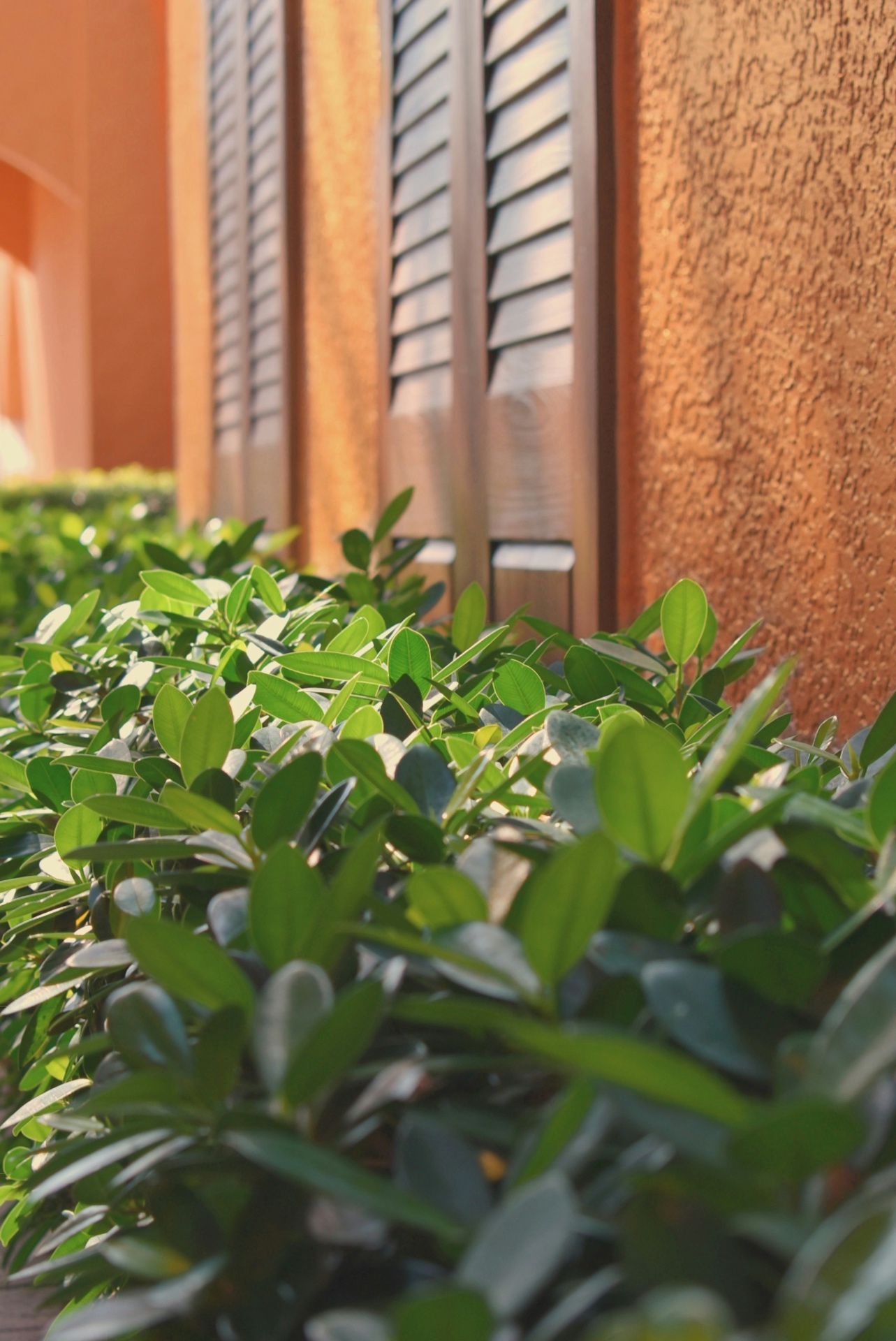 General Hedge Trimming