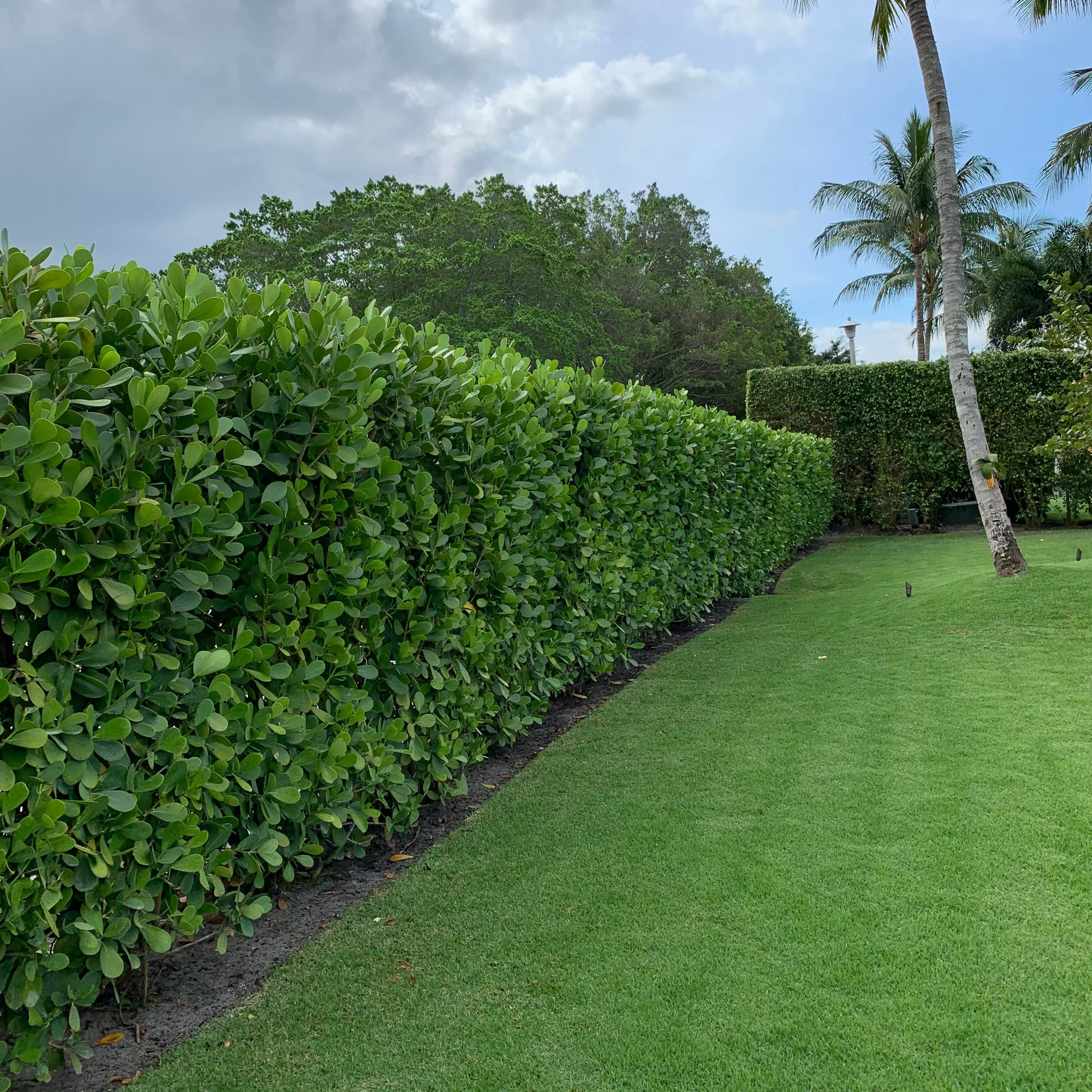 Hedge Services