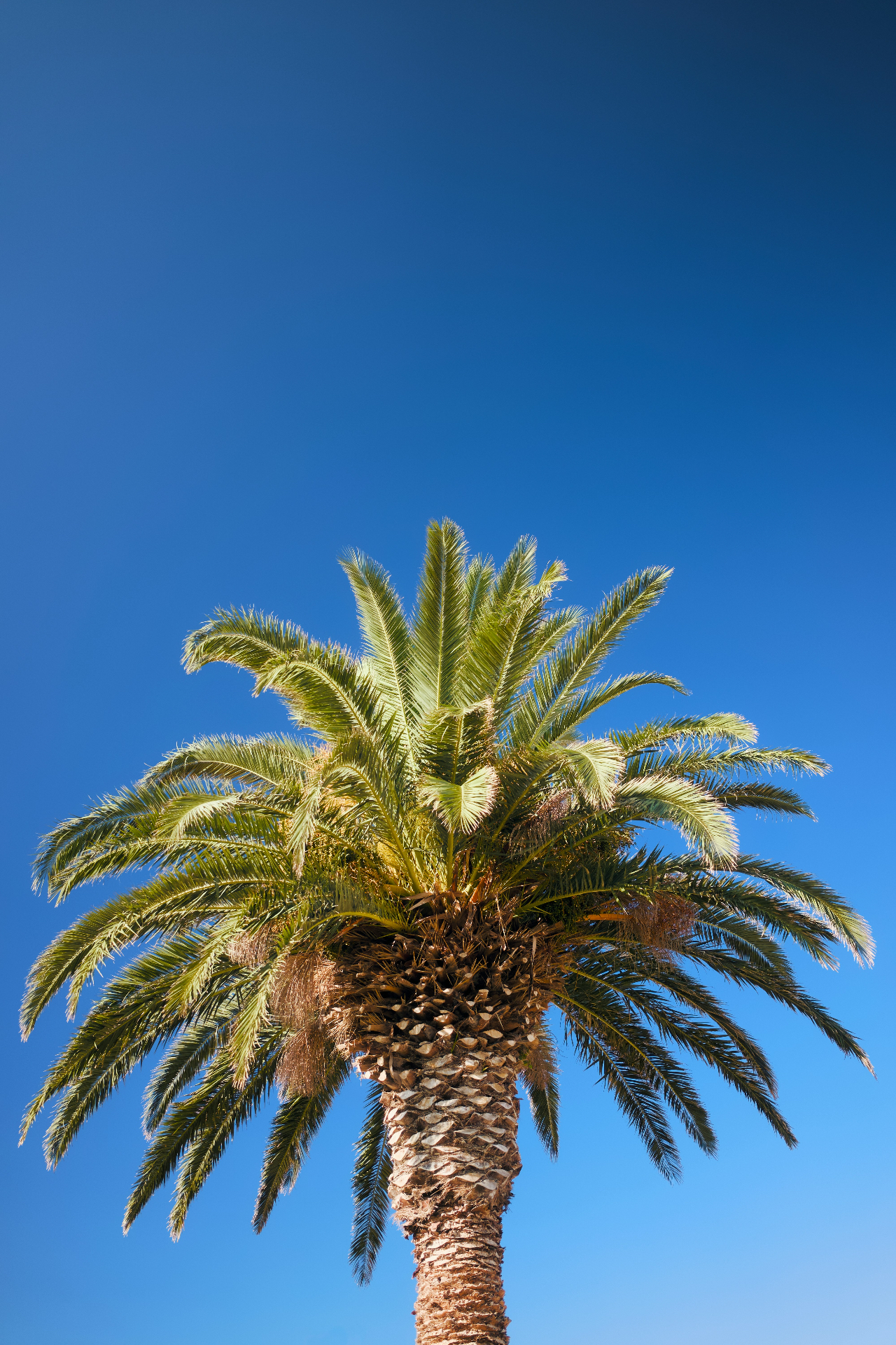 Palm Tree Planting